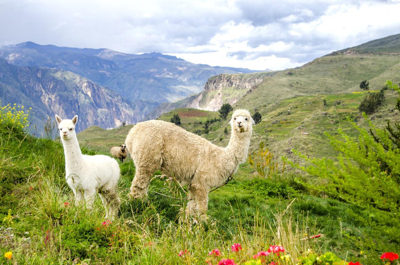 La Granja Del Colca Villa Cabanaconde Exteriör bild